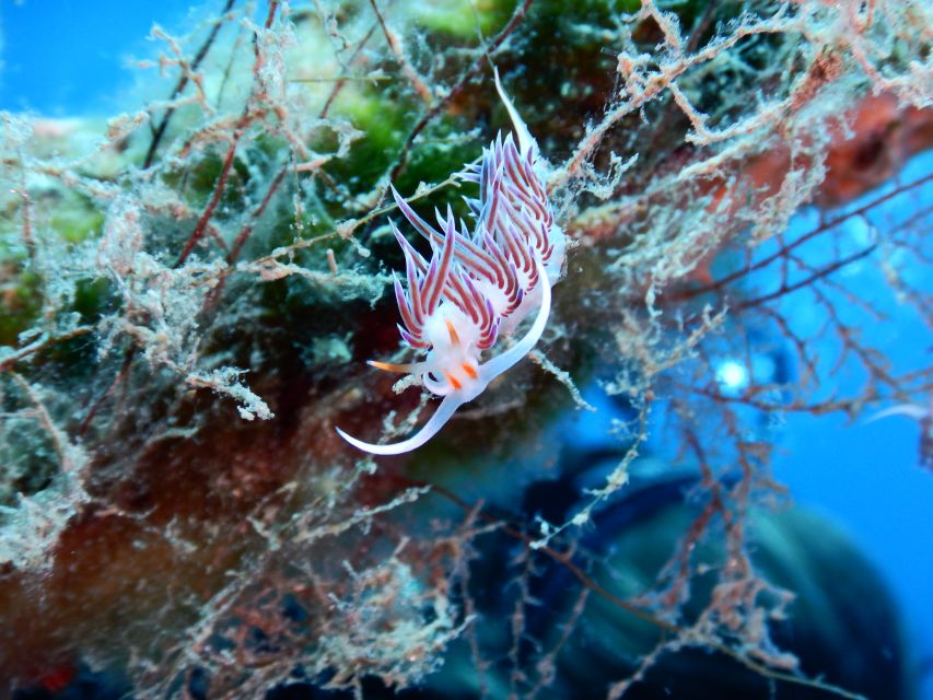 PADI Scuba Diving Program for Beginners in Peloponesse - What $117 includes, and what it does not