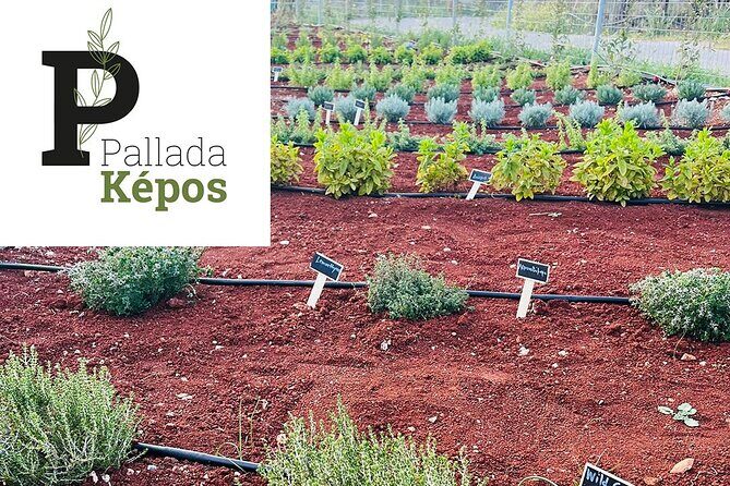 Pallada Semi-Private Olive Oil Tours in Sternes, Chania - Should you book Pallada Semi-Private Olive Oil Tours?