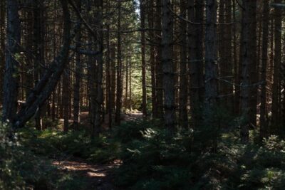 Parnitha (Parnis) / Skipiza & Mola loop - Hike near Athens - Starting at Mpafi refuge