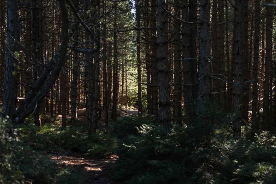 Parnitha (Parnis) / Skipiza & Mola loop - Hike near Athens - Starting at Mpafi refuge