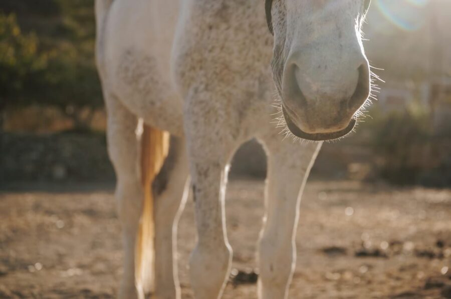 Paros: Horseback Riding Tour at Sunset - Who This Sunset Ride Suits Best (and Who Should Skip It)