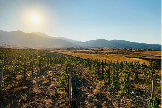 Paros Wine Tasting at a Local Winery - Key highlights at Domaine Myrsini