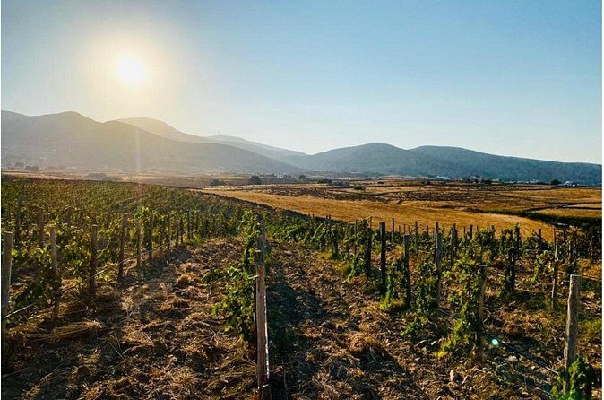 Paros Wine Tasting at a Local Winery - Who should book this Paros wine tasting (and who might skip)