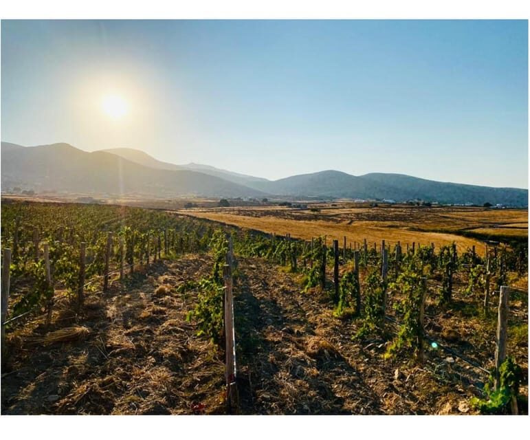 Paros: Wine tasting at Local Winery - Practical tips to get the most from your tasting