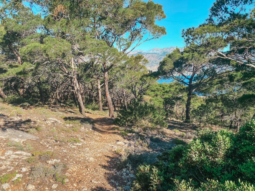 Pigadia: Agia Kyriaki Guided Hike with Coffee/Tea and Raki - Pine Woods on the Way Back to Pigadia