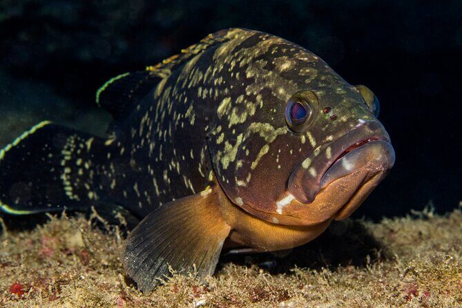 Plakias: Try Scuba Diving first time - Private, from 8 yrs. - Plakias: where you start spotting sea life