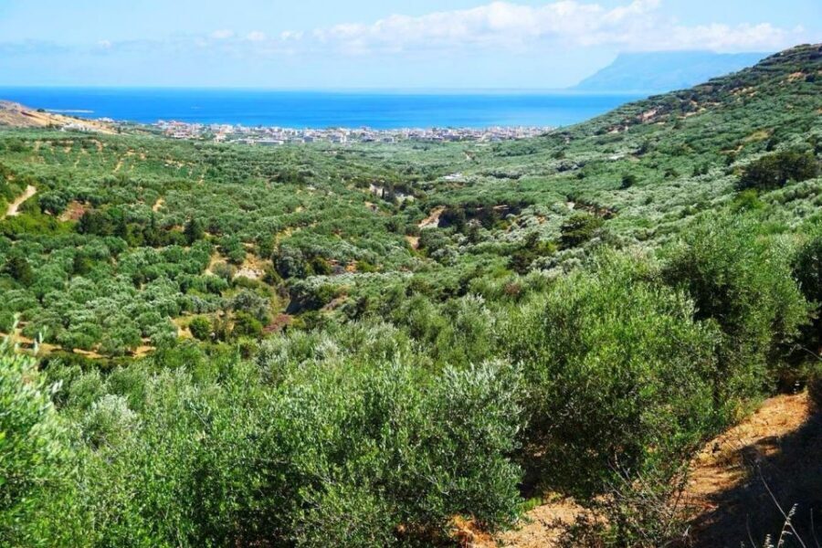 Premium Crete Olive oil tasting, Wine, Raki and Cretan food! - Practical tips to get the most from olive oil and tastings