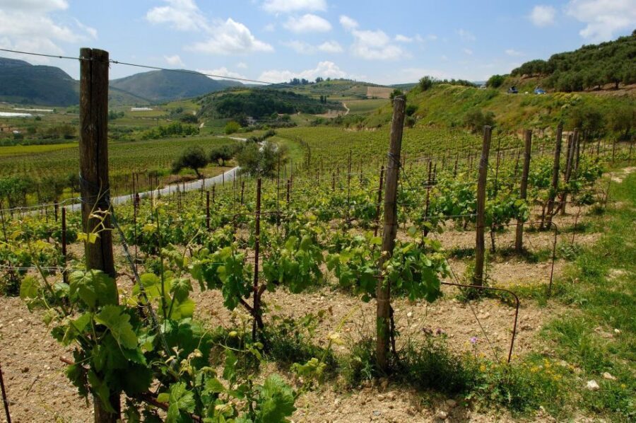 Premium Crete Olive oil tasting, Wine, Raki and Cretan food! - Getting picked up in comfort: the 5.5-hour flow
