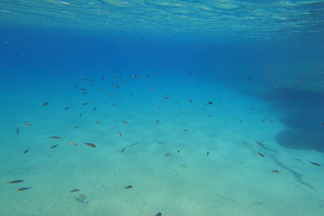 Private 1-Hour Guided Snorkeling Adventure with Go Pro Pictures - A short lesson about fish and conservation