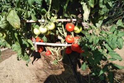 Private Cooking Class on Naxos Island with Pick Up - What You Actually Eat