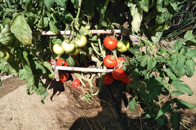 Private Cooking Class on Naxos Island with Pick Up - What You Actually Eat