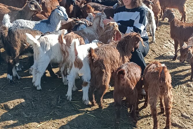 Private Custom Tours to Thessaloniki - Kolchiko: goats, sheep, and coffee in a Greek village