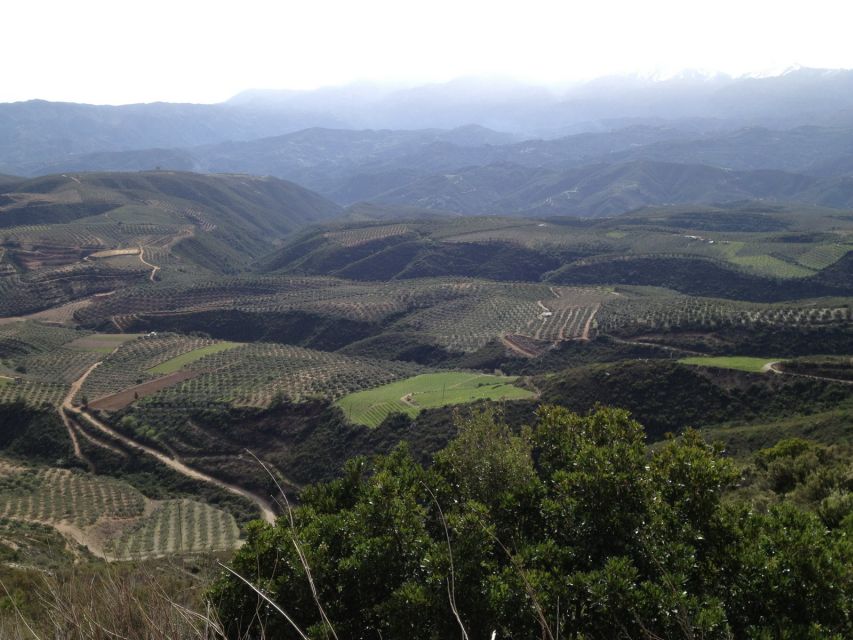 Private Exclusive Manousakis Winery and Vineyard Tour - Key details at a glance