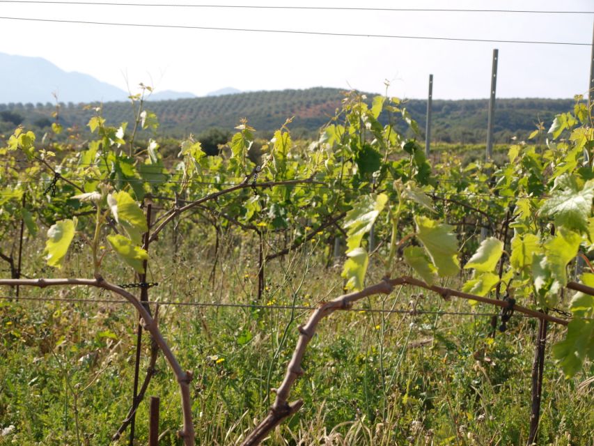 Private Exclusive Manousakis Winery and Vineyard Tour - The return to Chania