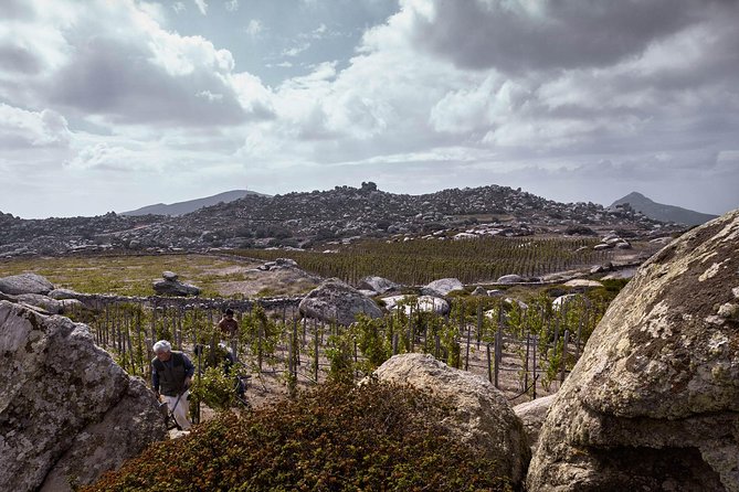 Private Food Tour & Wine Tasting In Tinos Island with a Local - The Tinos flavors on your plate