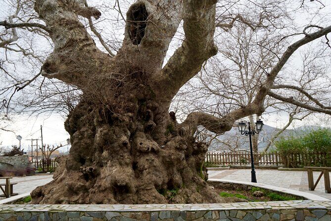 Private Full-Day Knosos, Lasithi Plateau, Cave of Zeus from Rethimno - Krasi and the Writers’ Tree: Shady Streets and an Easy Reset