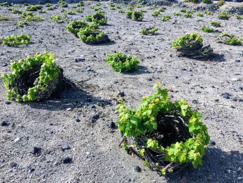 Private Group Visit to Akrotiri & 3 Wineries with Tastings - From Volcano to Vine: What the Wine Tutorial Really Delivers