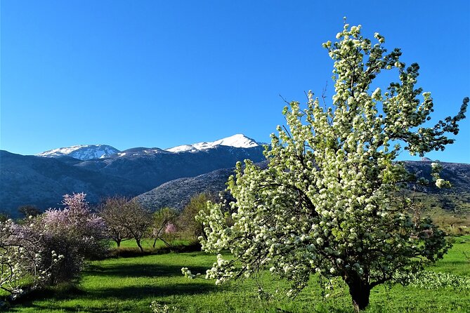 Private Guided Tour to Lasithi Plateau Villages & Olive Oil Mill - Walking Tzermiado and tasting Greek yogurt