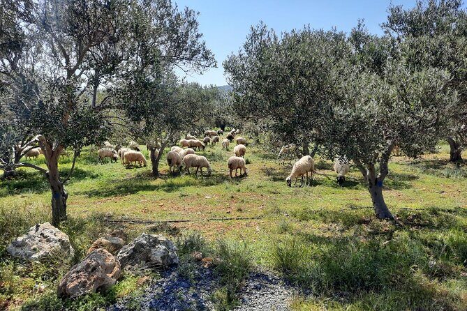 PRIVATE Jeep Safari 4x4 SUNSET (with Dinner) in Mountains CRETE - How to time your day around the sunset