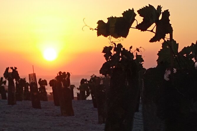 Private Olive Oil tasting & Liqueur experience - What the $60.08 price includes
