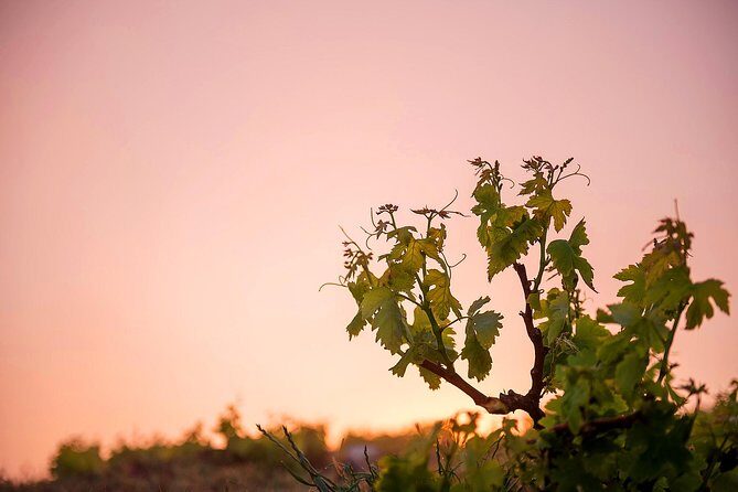 Private Santorini Wine Roads Tour with Tastings - Is This Tour Right for You? Best Matches (and One Clear Limit)