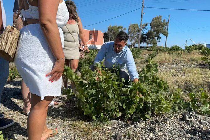 Private Sunset Wine Tour with 3 Wineries and Tapas - Stop 1: Estate Argyros and a sommelier-led tasting on the Santorini way