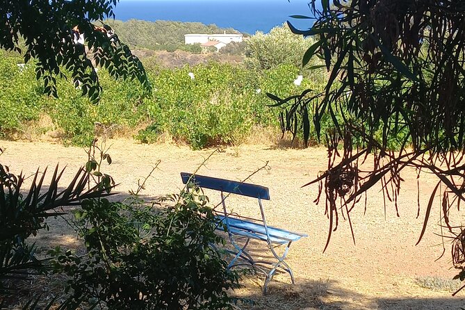 Private Tour: Discover the Secret World of Olives in Afantou - Walking through 150 olive varieties