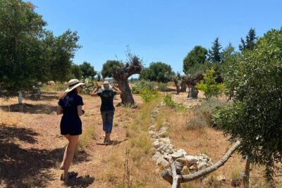 Private Tour: Discover the Secret World of Olives in Afantou - What the three-hour schedule means for your day