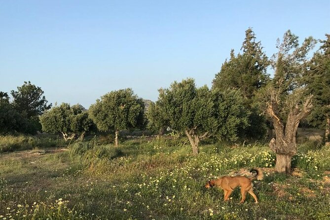 Private Tour: Discover the Secret World of Olives in Afantou - Who will enjoy this Afantou olive tour?