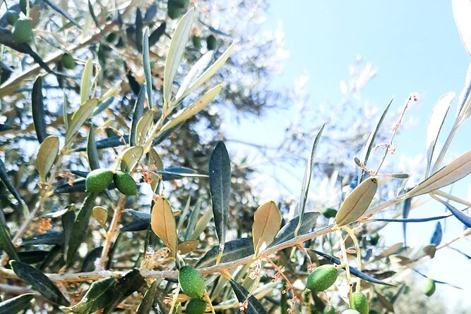 Private tour in Nafplio with Olive oil Tasting Tour in Corinth - Two hours in Nafplio, Greece’s first capital
