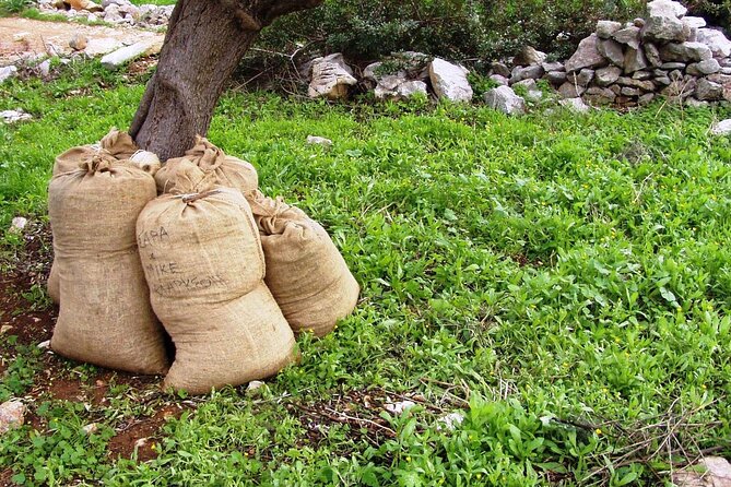 Private Tour:Visit of Agricultural Farm and free time in Olympia - What you will taste at Magna Grecia