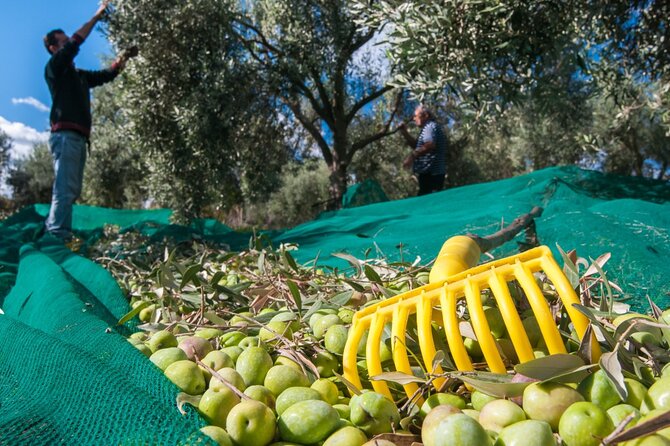 Private Tour:Visit of Agricultural Farm and free time in Olympia - The drive from Katakolon Port to Olympia