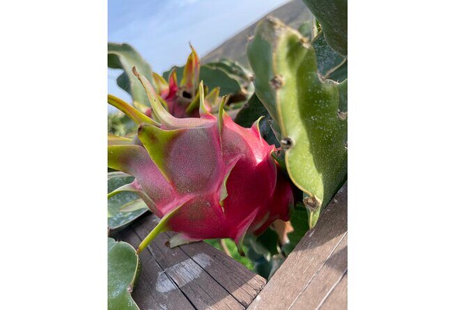 Private Traditional Olive Grove and Dragon Fruit Farm Tour - Key things that make this tour worth your time