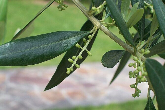 Private Traditional Olive Grove and Dragon Fruit Farm Tour - A family farm tour that actually feels local near Heraklion