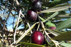 Private Traditional Olive Grove and Dragon Fruit Farm Tour - Where the tour starts: Evangelismou 135 in Prassas