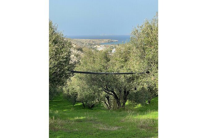 Private Traditional Olive Grove and Dragon Fruit Farm Tour - The tasting: espresso, olives, marmalades, honey, and dragon fruit