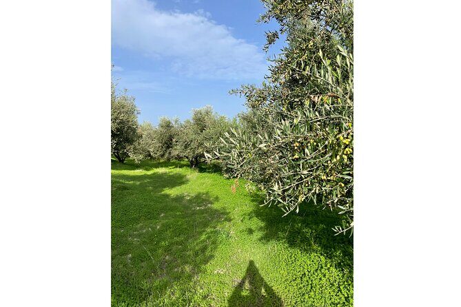 Private Traditional Olive Grove and Dragon Fruit Farm Tour - Price and value: about $9.61 for 2 hours that feels bigger