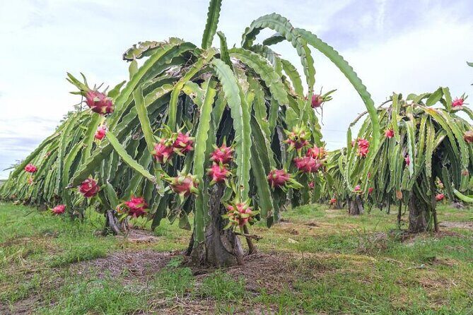 Private Traditional Olive Grove and Dragon Fruit Farm Tour - Timing and weather: what can affect your visit