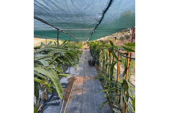 Private Traditional Olive Grove and Dragon Fruit Farm Tour - Who this tour is best for
