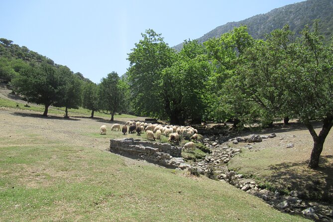 Private Trekking Rouvas Gorge - Why Rouvas Gorge is worth a full day