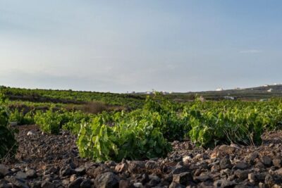 Private Wine Adventure Tour in the Most Distinct Wineries - Key points at a glance