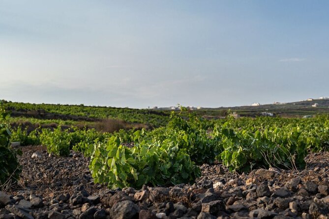 Private Wine Adventure Tour in the Most Distinct Wineries - Key points at a glance