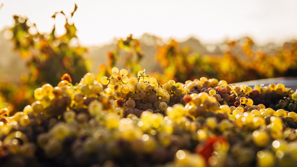 Private Wine Tasting Experience in Athens - From Santorini to Northern Greece in one sitting