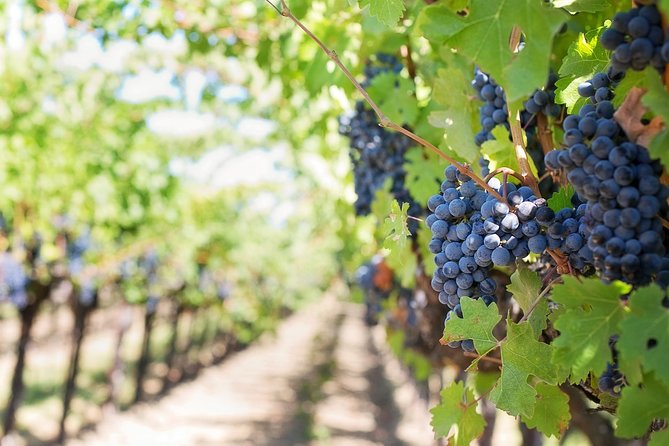 Private Wine Tasting Experience of Greek Awarded Wines at Athens Wine Suburb - A museum of harvest tools and old methods