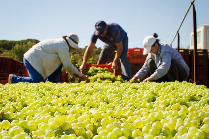 Private Wine Tour at Peza Valley - 2 Wineries and Lunch at Peza - Is $335 per person a fair price?