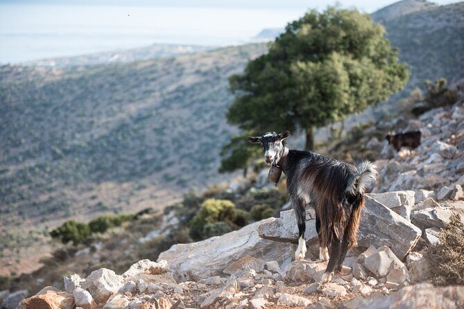 PRIVATE-Zeus Cave-Knossos-Olive oil Factory-Traditional Villages. - Zeus Cave and a Monastery Stop on the Way Up