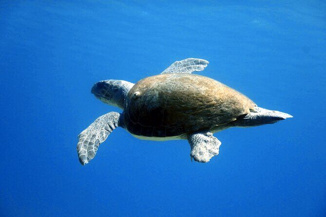 Qualified Diver 1 Tank Dive in Mykonos - Where you’ll spend your underwater time: boat vs reef/shore options