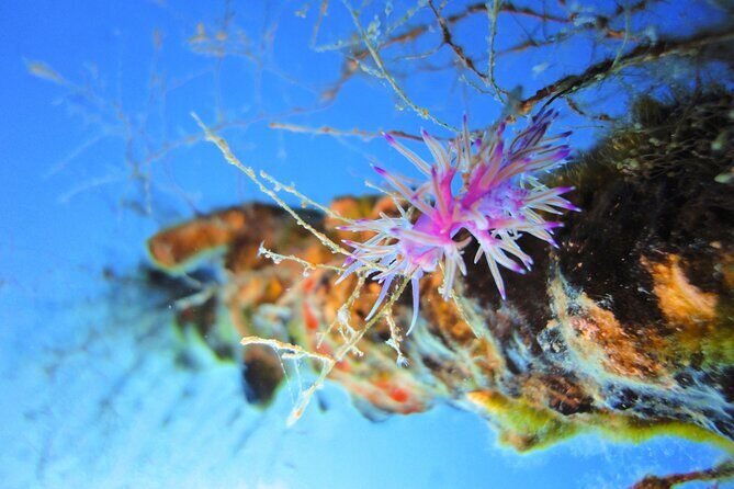 Qualified Diver 1 Tank Dive in Mykonos - Timing and total duration: leaving you time to enjoy Mykonos