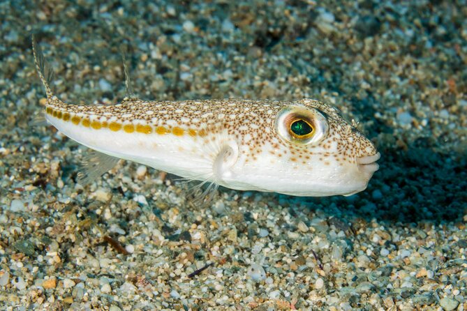 Research diving with a Marine Biologist in Crete - Plakias: a second look at Mediterranean habitats