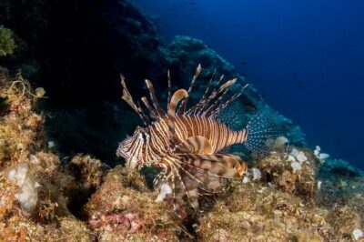 Research diving with a Marine Biologist in Crete - Souda Beach: your first field setting